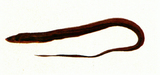 中文種名:黑尾突吻糯鰻