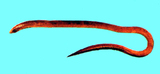 中文種名:大頭蚓鰻