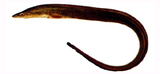 中文種名:百吉海鰻