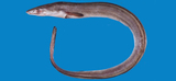 中文種名:灰海鰻