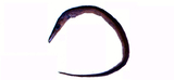 中文種名:狹頜海鰻