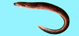 中文種名:黃邊鰭裸胸鯙