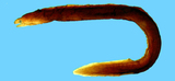 中文種名:海氏裸胸鯙