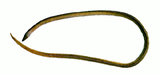 中文種名:克氏褐蛇鰻