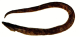 中文種名:鬚唇短體蛇鰻