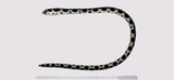 中文種名:斑紋花蛇鰻