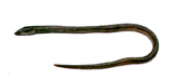 中文種名:尖吻蛇鰻