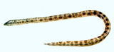 中文種名:斑紋蛇鰻
