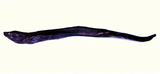 中文種名:羅氏箭齒前肛鰻