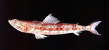中文種名:紅花斑狗母魚