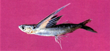 中文種名:阿氏鬚唇飛魚