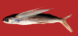 中文種名:阿戈鬚唇飛魚