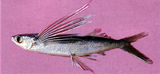 中文種名:細頭斑鰭飛魚