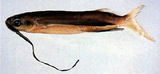 中文種名:納氏斑鰭飛魚