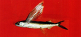中文種名:尖頭細身飛魚
