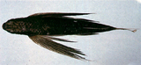 中文種名:短鰭原飛魚