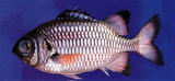 中文種名:焦黑鋸鱗魚