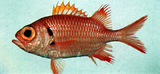 中文種名:凸頜鋸鱗魚