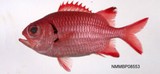 中文種名:臺灣鋸鱗魚