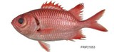 中文種名:格氏鋸鱗魚