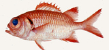 中文種名:赤鋸鱗魚