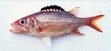 中文種名:黑鰭新東洋金鱗魚