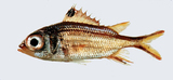 中文種名:莎姆新東洋金鱗魚