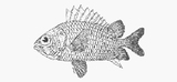 中文種名:紅骨鱗魚