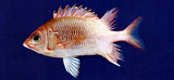 中文種名:尾斑棘鱗魚
