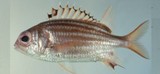 中文種名:普拉斯林棘鱗魚