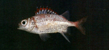 中文種名:乳斑棘鱗魚