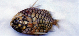 中文種名:日本松毬魚