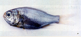 中文種名:前肛管燧鯛