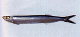 中文種名:寶刀魚