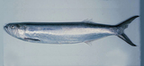 中文種名:長頜寶刀魚