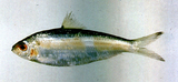 中文種名:黑尾小沙丁魚