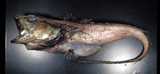 中文種名:加氏底尾鱈