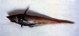 中文種名:岸上氏腔吻鱈