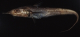 中文種名:窄吻腔吻鱈