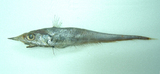 中文種名:長管腔吻鱈