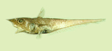 中文種名:平棘腔吻鱈