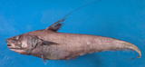 中文種名:黑緣突吻鱈