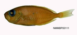 中文種名:紋喉膜首鱈