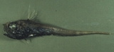 中文種名:擬櫛尾鱈