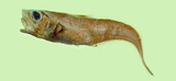 中文種名:黑背鰭凹腹鱈
