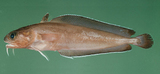 中文種名:褐潯鱈