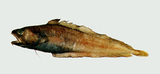 中文種名:日本小褐鱈