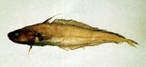 中文種名:紅鬚小褐鱈