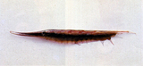 中文種名:條紋鰕魚
