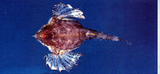中文種名:寬海蛾魚